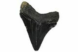 Serrated, Juvenile Megalodon Tooth - South Carolina #375946-1